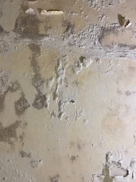 Best Attic Mold Removal  in Medina, TN